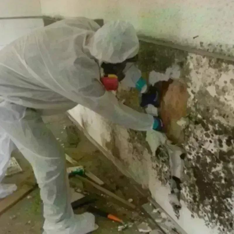 Mold Remediation and Removal in Chalmette, LA